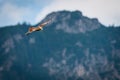Majestic red kite bird flying at mountains Royalty Free Stock Photo