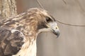 Majestic red Tailed Hawk