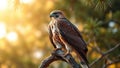 Majestic RedShouldered Hawk Perched on a Branch Outdoors Royalty Free Stock Photo