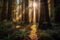Majestic Redwood Forest in Golden Hour Light
