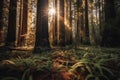 Majestic Redwood Forest in Golden Hour Light