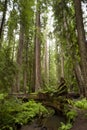 Majestic Redwood Tree Royalty Free Stock Photo