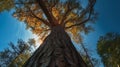 Majestic Redwood Tree at Golden Hour