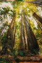 Majestic Redwood Trees in Northern California Royalty Free Stock Photo