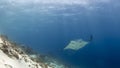 Majestic reef manta with attendant cleaner fish Royalty Free Stock Photo