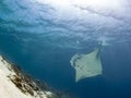 Majestic reef manta with attendant cleaner fish Royalty Free Stock Photo