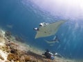 Majestic reef manta Royalty Free Stock Photo