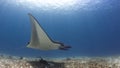 Majestic reef manta Royalty Free Stock Photo