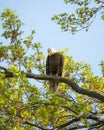 Majestic, regal, bald eagle in a park in New Jersey perched on a tree Royalty Free Stock Photo