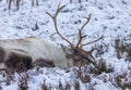 Majestic reindeer lies in a blanket of freshly fallen snow with a wintery surrounding