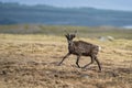 Majestic reindeer in Mountains running With smal antlers