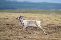 Majestic reindeer in Mountains running With smal antlers