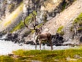 Majestic Reindeer in northern Scenery