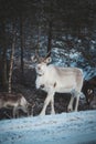 Majestic reindeer, Rangifer tarandus, standing in its natural habitat and looking into the camera during the freezing winter near