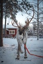 Majestic reindeer, Rangifer tarandus, standing in its natural habitat and looking into the camera during the freezing winter near