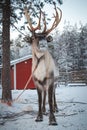 Majestic reindeer, Rangifer tarandus, standing in its natural habitat and looking into the camera during the freezing winter near