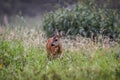 Majestic Reindeer standing in a meadow of tall grass and weeds, its ears alert to the environment