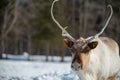 Majestic reindeer stands in the snow, surrounded by its natural habitat