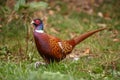A majestic Ring-necked pheasant up close