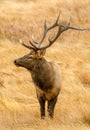 Majestic Rocky Mountain Elk Royalty Free Stock Photo