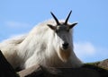 Majestic Rocky Mountain Goat, Portland, Oregon Zoo