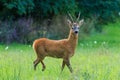 Majestic roe deer buck (Capreolus capreolus) with large antlers approaching on green meadow in summer Royalty Free Stock Photo