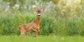 Majestic roe deer buck with large antlers approaching on green meadow in summer Royalty Free Stock Photo