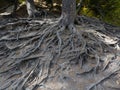 Majestic roots of a big tree exposed due to soil erosion Royalty Free Stock Photo