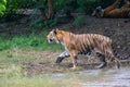 Royal Bengal Tiger Walking Stalking Royalty Free Stock Photo
