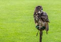 Majestic royal owl brown on grass with big orange eyes