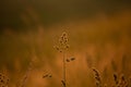 Majestic Rural Summer Landscape Awakens at Sunrise in Northern Europe Royalty Free Stock Photo