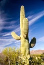 Majestic Saguaro Cactus