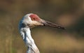 Majestic Sandhill Crane Royalty Free Stock Photo