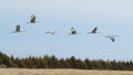 Majestic Sandhill Cranes