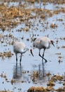 Majestic Sandhill Cranes