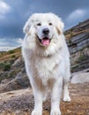 A white dog of the Great Pyrenees breed