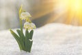 Majestic scenic view on wild spring snowdrop flowers in sunlight. Amazing golden sunbeams on wildgrowing snowdrop flowers in wildl Royalty Free Stock Photo