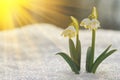 Majestic scenic view on wild spring snowdrop flowers in sunlight. Amazing golden sunbeams on wildgrowing snowdrop flowers in wildl