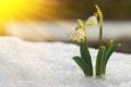Majestic scenic view on wild spring snowdrop flowers in sunlight. Amazing golden sunbeams on wildgrowing snowdrop flowers in wildl Royalty Free Stock Photo