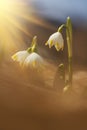 Majestic scenic view on wild spring snowdrop flowers in sunlight. Amazing golden sunbeams on wildgrowing snowdrop flowers in wildl Royalty Free Stock Photo