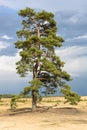 Majestic scotch pine, growing in the dry heathland of the hoge veluwe. Royalty Free Stock Photo