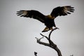 Majestic sea eagle perched atop a skeletal tree branch, preparing to take flight into the sky