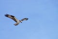 Majestic Sea Hawk Soaring High on the Outer Banks Royalty Free Stock Photo