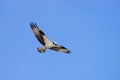 Majestic Sea Hawk Soaring High on the Outer Banks Royalty Free Stock Photo