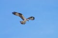 Majestic Sea Hawk Soaring High on the Outer Banks Royalty Free Stock Photo