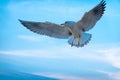 majestic seagull in full flight, wings outstretched, against a soft blue sky, Royalty Free Stock Photo