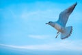 majestic seagull in full flight, wings outstretched, against a soft blue sky, Royalty Free Stock Photo