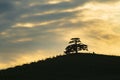 Majestic secular Cedar of Lebanon tree symbol of the Langhe Piedmont Italy Royalty Free Stock Photo