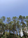 The Majestic Sentinels: Tall pine trees reaching toward the infinite blue sky Royalty Free Stock Photo