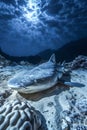 Majestic Shark on the Ocean Bed Under Moonlight with Coral Reefs in a Mysterious Underwater Seascape